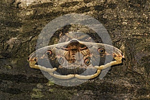 Great Peacock Moth - Saturnia pyri