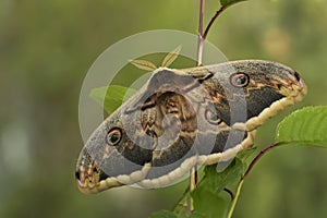 Great Peacock Moth - Saturnia pyri