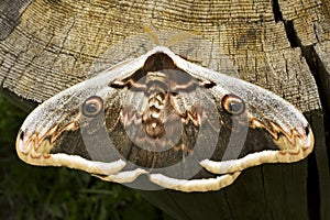 Great peacock moth / Saturnia pyri