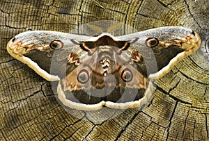 Great peacock moth / Saturnia pyri