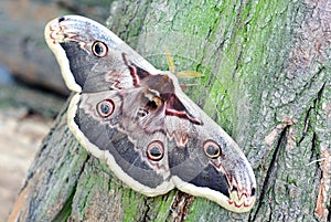 Great peacock moth.Saturnia pyri.