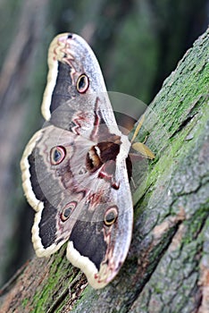 Great peacock moth.Saturnia pyri.