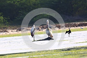 Great Pelican ,The biggest and beautiful water bird
