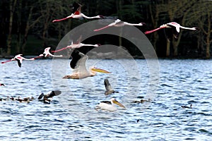 Great Pelican flying with flamingos