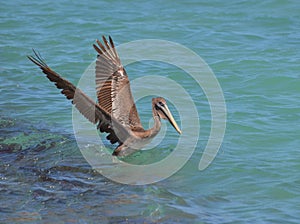 Great Pelican Landing in the Water Off Aruba