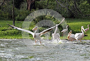 Great Pelicans takeoff from water