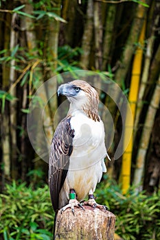 Great Philippines eagle or monkey eating eagle