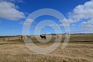 Great photo of a group of Icelandic horses resting