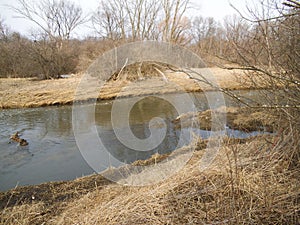 River picture photo Naperville Illinois