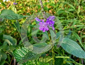 The great photo of snakeweed flower blooming at field.