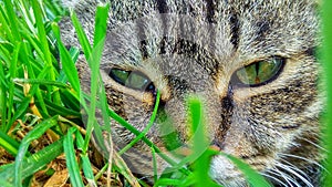 Cat`s face in grass - large-scale