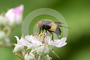 Great Pied Hoverfly, feeding on flower.