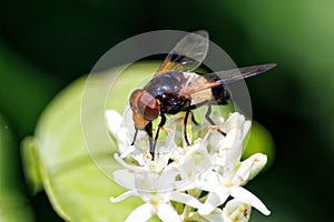 Great Pied Hoverfly - Volucella pellucens feeding on a flower.