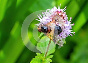 Great Pied Hoverfly - Volucella pellucens feeding.