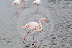 Great pink flamingo walking on a lake pond in La Camargue, France