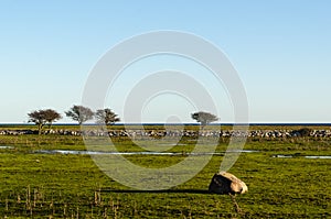 Great plain grassland on the island Oland in the Baltic Sea