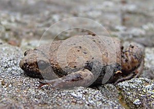 Great Plains Narrowmouth Toad photo