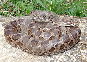 Great Plains Rat Snake, Pantherophis emoryi