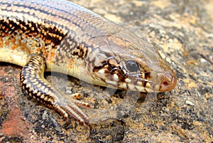 Great Plains Skink, Plestiodon obsoleta (Eumeces)