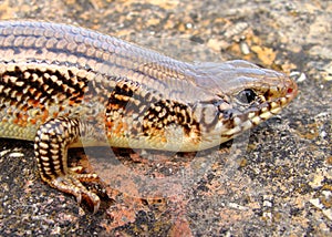 Great Plains Skink, Plestiodon obsoleta (Eumeces) photo