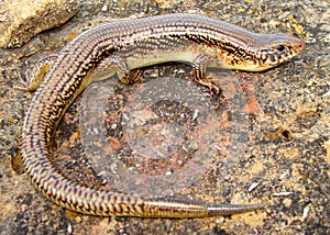 Great Plains Skink, Plestiodon obsoleta (Eumeces) photo