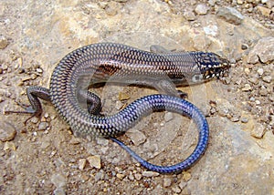 Great Plains Skink, Plestiodon obsoleta (Eumeces)