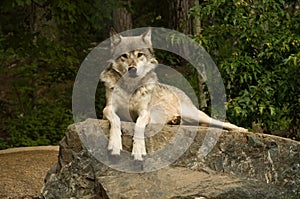 Great plains wolf on rock photo