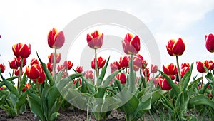 Great plants. beauty of blooming field. Hollands tulip bloom in spring season orangery. group of pink holiday tulip