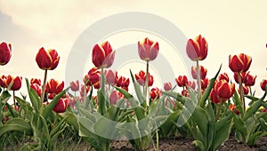 Great plants. beauty of blooming field. Hollands tulip bloom in spring season orangery. group of pink holiday tulip