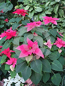 Great Poinsettia, E. pulcherrima with branched canopy and several flowers