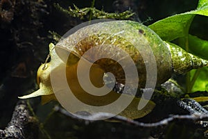 Great pond snail, important freshwater temperate snail, moves on driftwood and clean surface from green algae