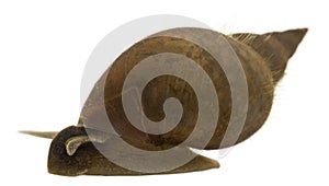 Great pond snail, Lymnaea stagnalis