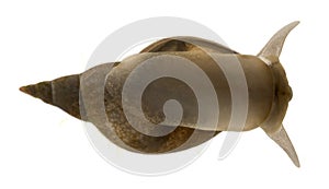Great pond snail, Lymnaea stagnalis