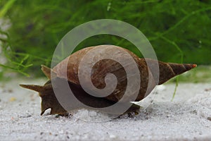 Great pond snail (Lymnaea stagnalis)