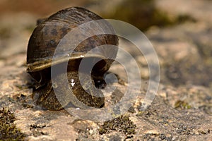 Great pond snail (Lymnaea stagnalis)