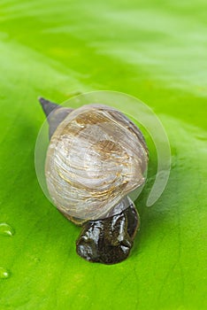 Great pond snail, Lymnaea stagnalis on grean waterlily leaf