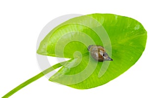 Great pond snail, Lymnaea stagnalis on green waterlily leaf