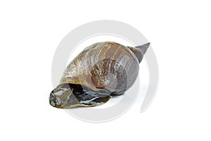 Great pond snail, Lymnaea stagnalis isolated