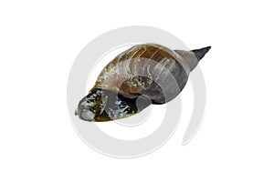 Great pond snail, Lymnaea stagnalis isolated on white