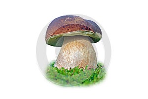 Great porcini mushroom