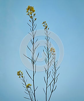 A great portrait of mustard flowers reminiscent of a family.