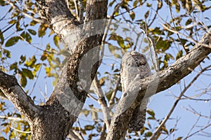 A Great Potoo Blending in on a Tree Limb