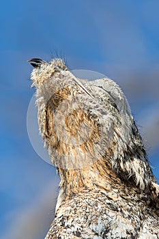 Great Potoo close up