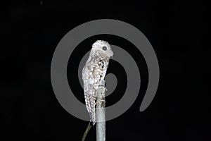 Great Potoo in Ecuador, south America