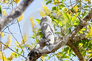 Great Potoo (Nyctibius grandis) in Brazil