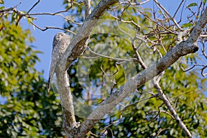 Great Potoo, Nyctibius Grandis, Cuiaba River, Porto Jofre, Pantanal Matogrossense, Mato Grosso do Sul, Brazil