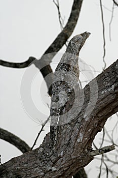 Great potoo, Nyctibius grandis