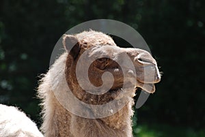 Great Profile of a Camel with Shaggy Fur