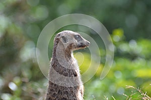 Great Profile of a Meerkat