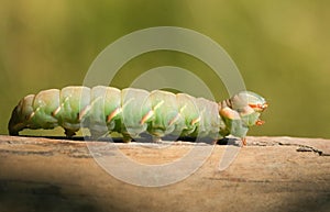 A Great Prominent Moth Caterpillar Peridea anceps.